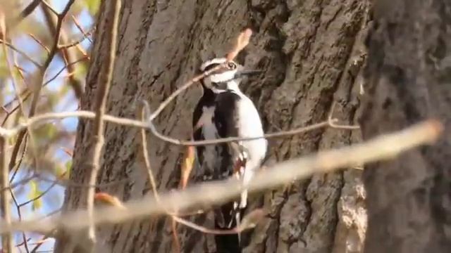 Успокаивающие звуки природы. Пение птиц и лесная симфония. Часть 3
