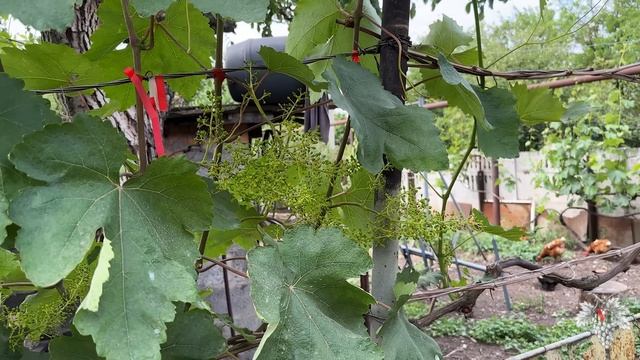 ОБРАБОТКА Винограда ПОСЛЕ ЦВЕТЕНИЯ 🍇
