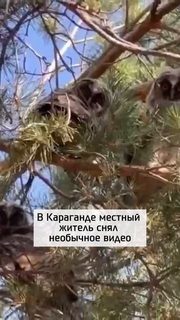 За вами наблюдают...