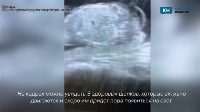 На калужской горветстанции показали будущих щенков.