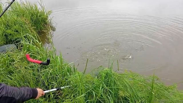 Светлые Горы Линь 20.06.2025г.