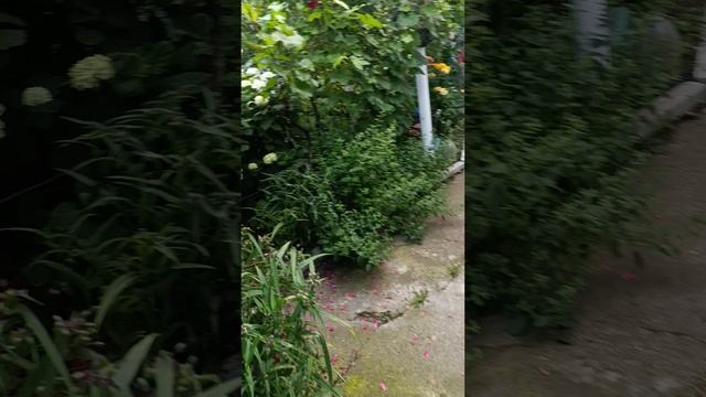 1000003661.mp4