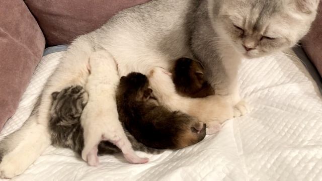 Кошка Кайли родила котят.