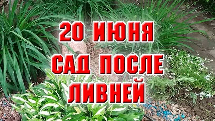 20 июня. Мой сад после продолжительных ливней