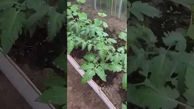 Народное средство от фитофторы.