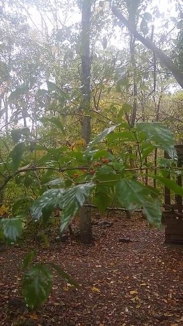 Forest #приморскийкрай #relax #reels #autumn #forest #rain