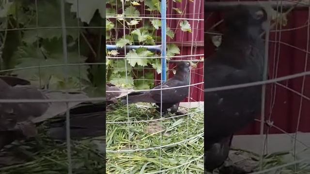 Ленинаканские бойные голуби на продажу. Город Краснодар. Гарик.+7 918 692-91-01