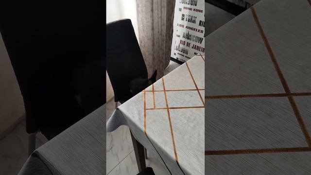 VID_20250620_120904.mp4