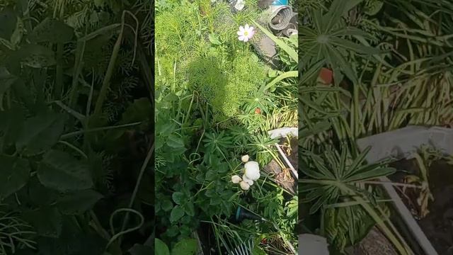 наш сад 20 июня 2025