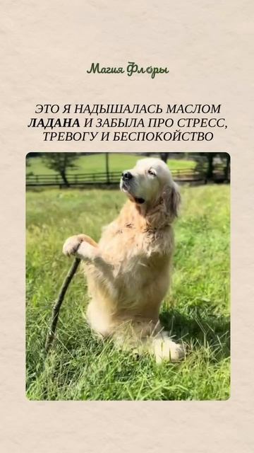 Масло ладана помогает сохранять спокойствие и действовать уверенно даже в нестабильных ситуациях ✨