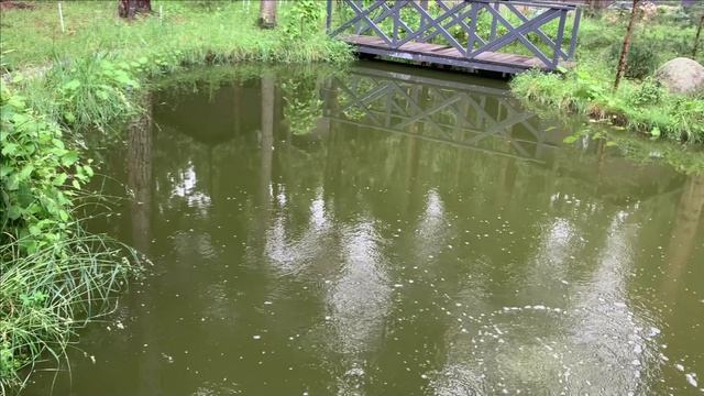 Биоплато и скиммер по альтернативному варианту на своем пруду