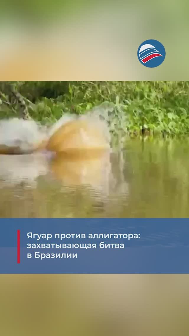 Ягуар против аллигатора: захватывающая битва в Бразилии