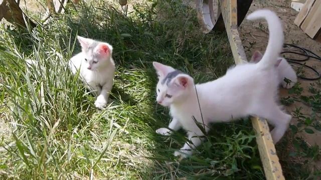 Котятки