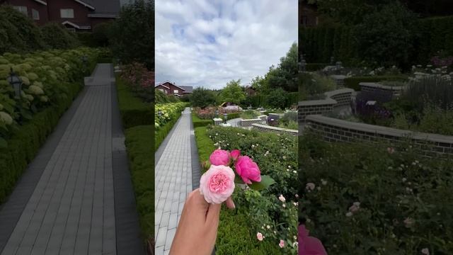Сравнение 4-х проверенных сортов роз 🌹