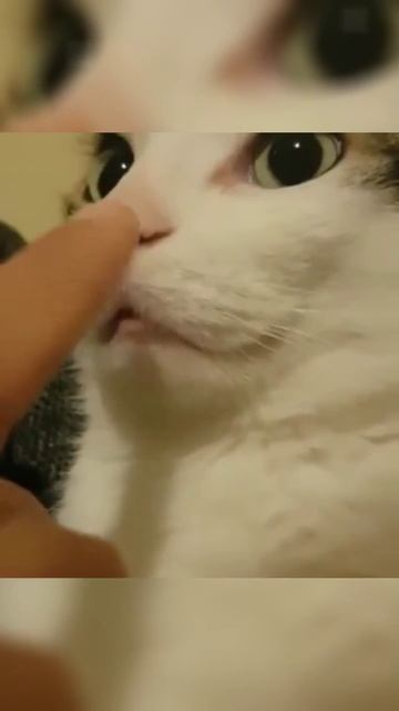 Кошак