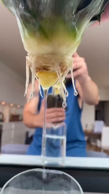 Grow a Pineapple with a Pineapple Top | creative explained