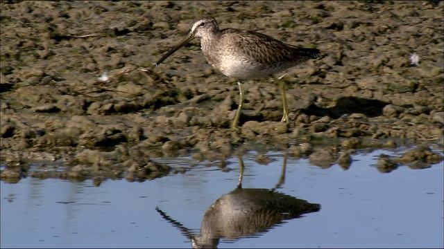 Водная жизнь 15 серия «Царство приливов» (документальный сериал, 2009)