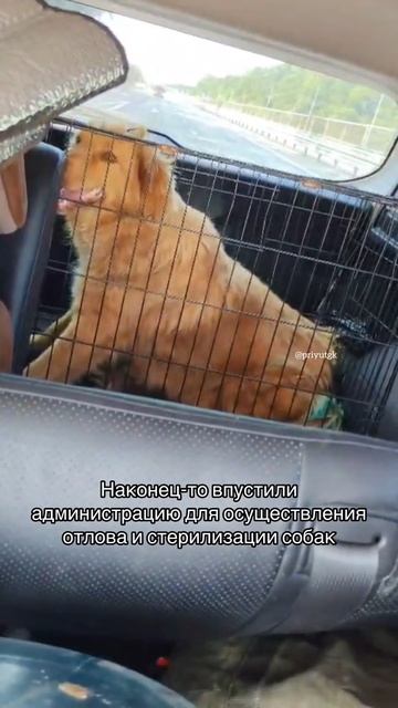 Собака-инкубатор (часть 2).