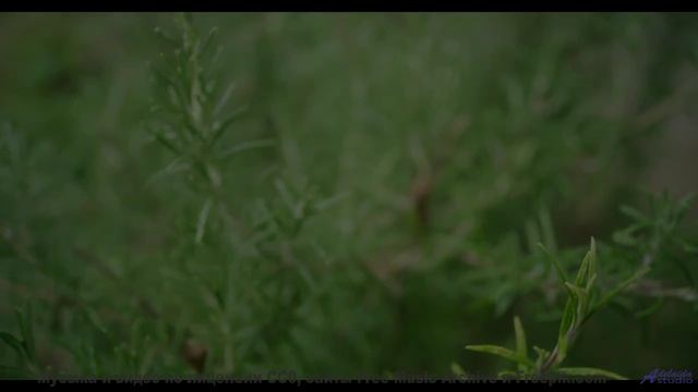 Это место НАСТОЯЩЕЕ Люди в шоке! - A Thin Line -- Kirk Osamayo -- Season Two (ORANGE)
