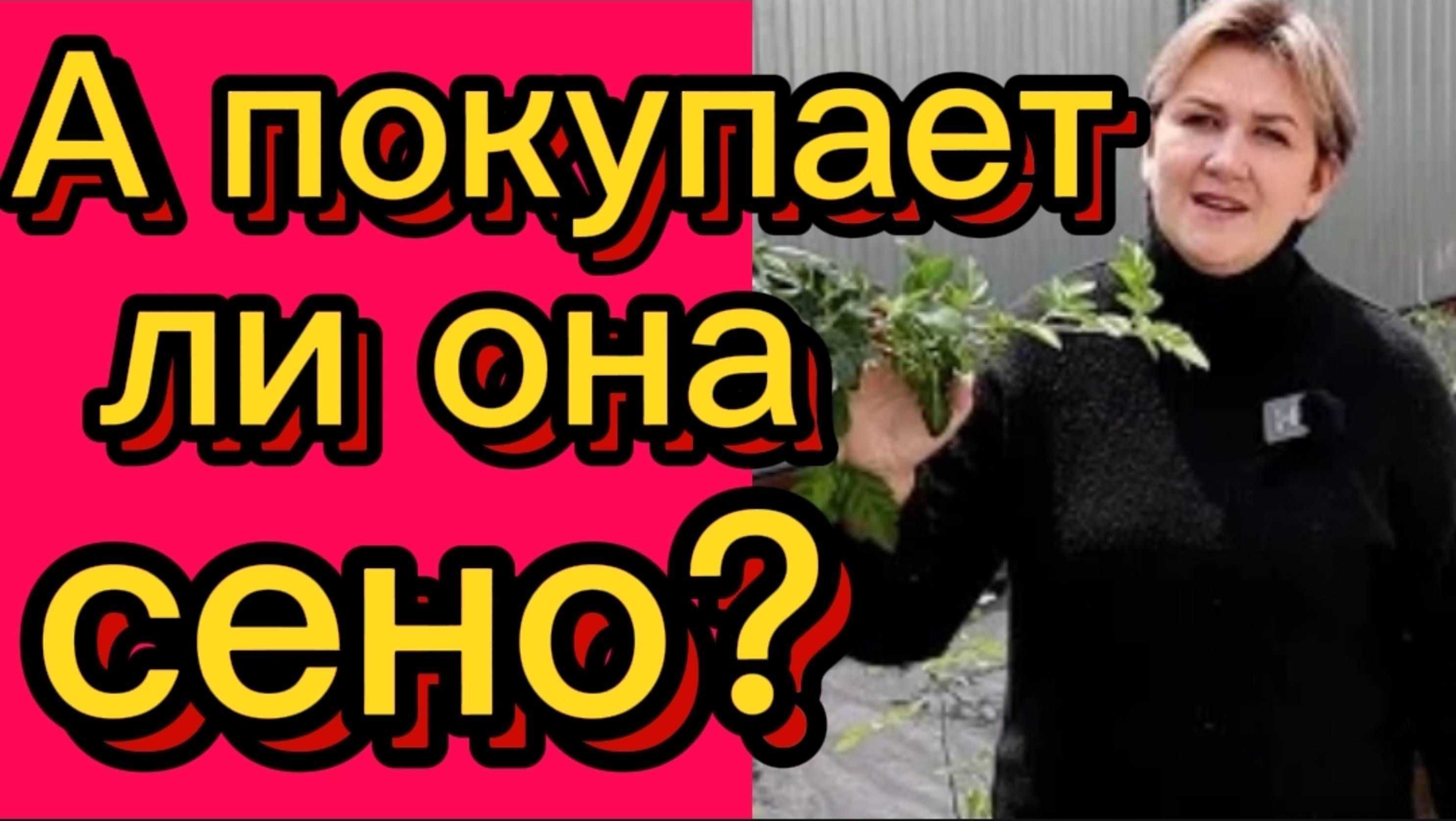 А покупается ли сено? Деревенский дневник.