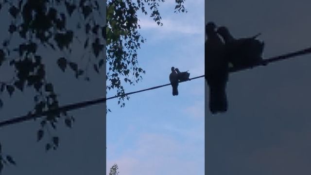 РЕДКИЕ КАДРЫ /ВЯХИРИ