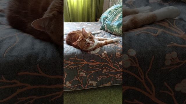 Мой кот - последователь Мао
