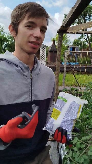 Чем кормить томаты🍅