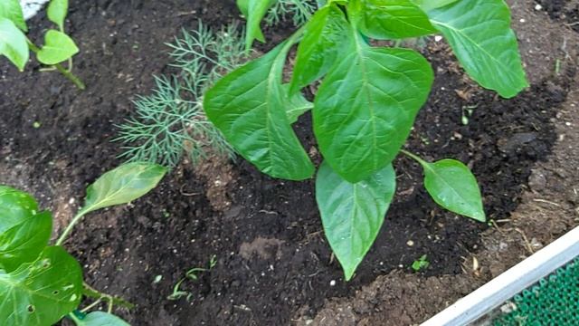 Воскресенье. Жарю оладьи из гороховый муки!