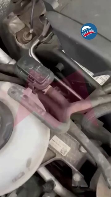Уникальный случай: кошка родила под капотом авто