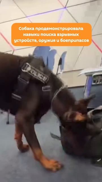 Доберман Пику приняла участие в пресс-конференции в медиагруппе "Россия сегодня"