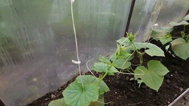 Выкапываю морковь из теплицы.mp4
