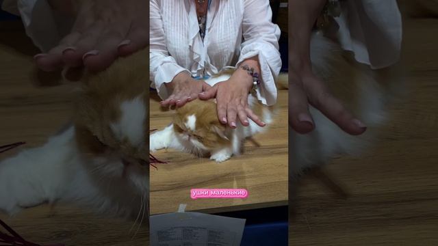 Персидский кот на выставке кошек. Судья Елена Бутомова