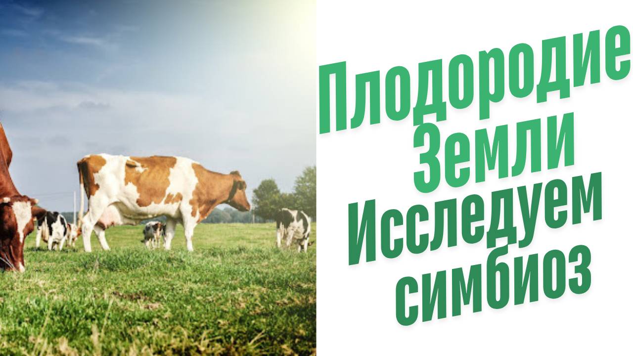 Симбиоз с корнями растений.