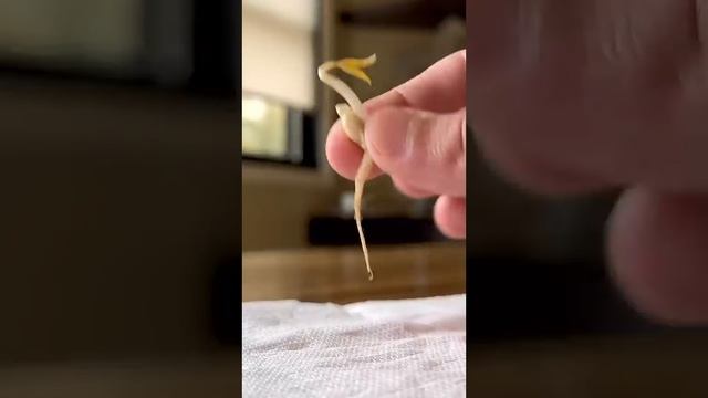 How to Grow Lemons from a Seed | creative explained