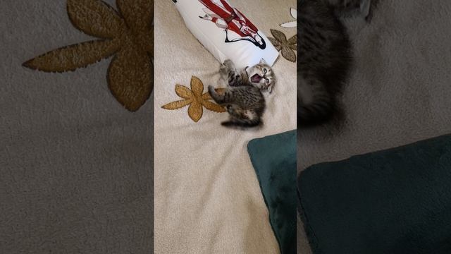 Наш Тео🥰