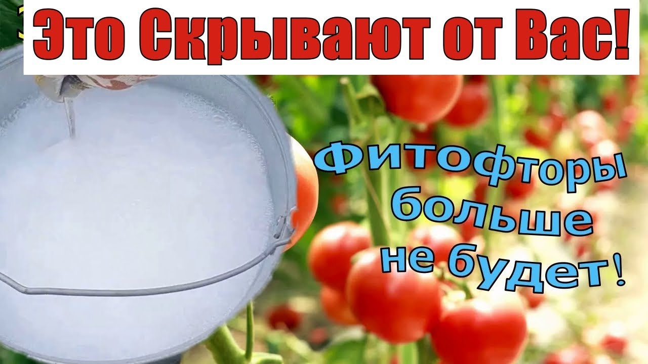 Шок! ТОМАТЫ🍎 обильно заплодоносят и не будут болеть . Чем подкормить томаты в Июне🪣
