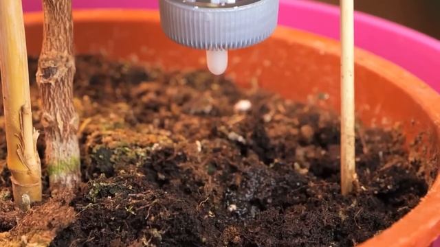 GARDENING HACKS FOR SUMMER || How to Grow Your Own Plants