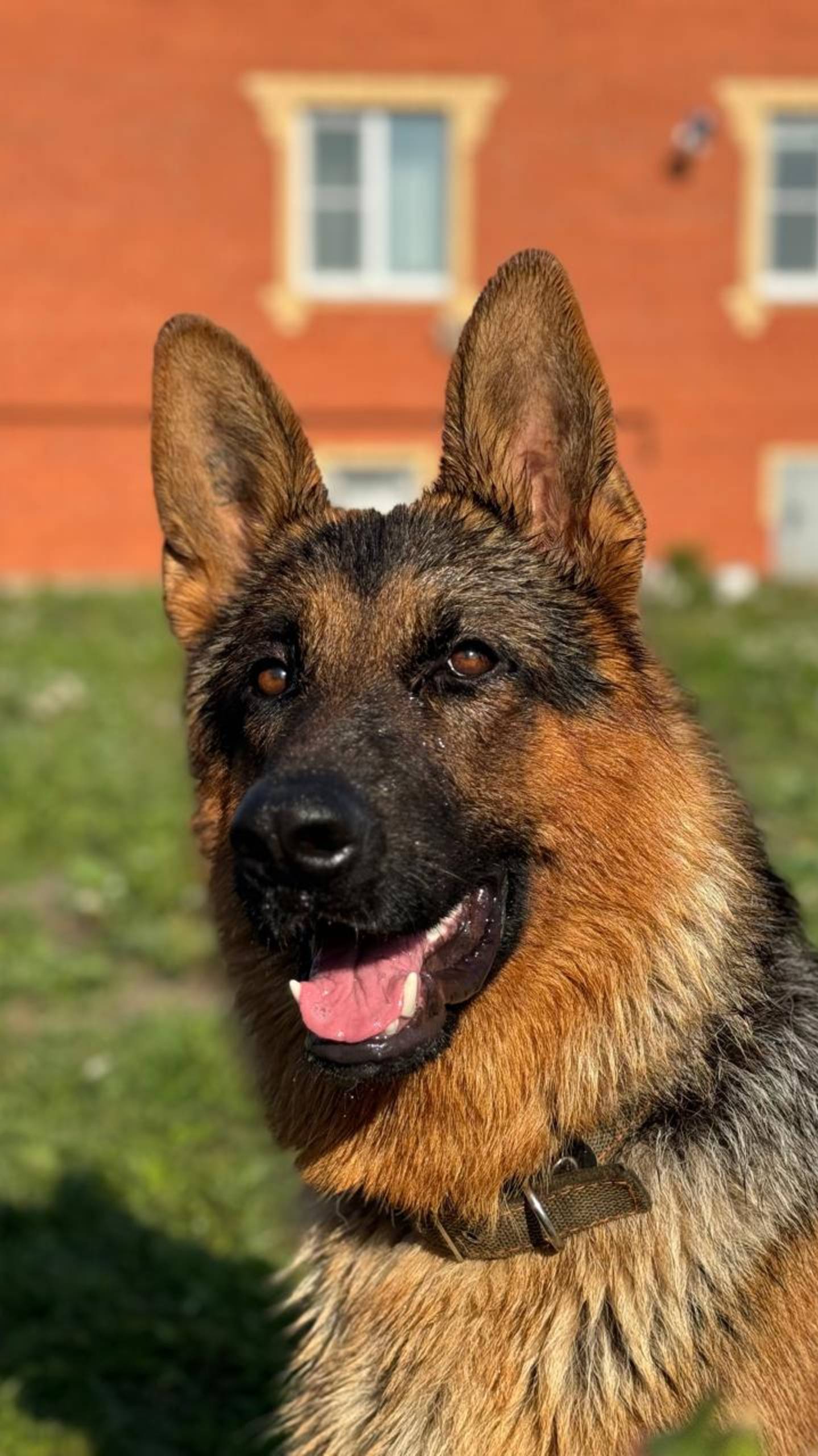 Взрывоопасная смесь, моя любовь 🐕🦺❤️🔥