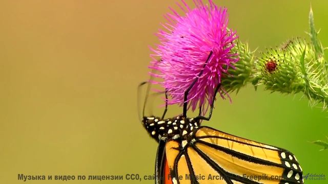 Музыка, которая отвечает на главные вопросы бытия! - One Man Book  Good News People -- Independent M