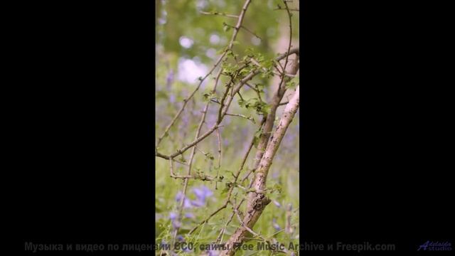 Горы, скорость и звук, который не даёт сбавить обороты! - Wavy Glass -- Podington Bear -- Meet Podin