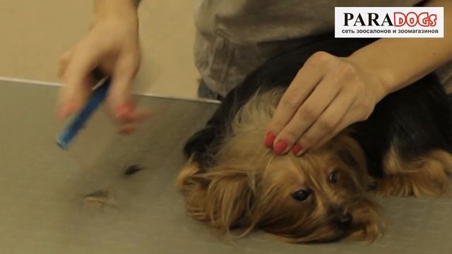 Курсы груминга - PARADOGs