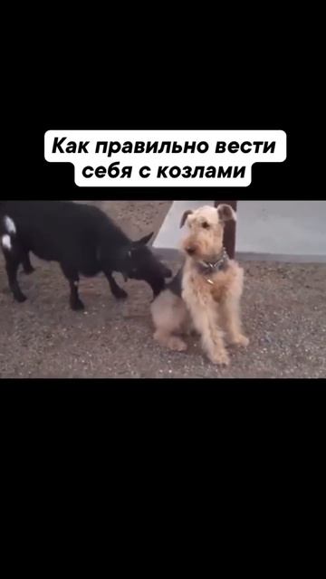 🆘 Козёл БОДЛИВЫЙ‼️