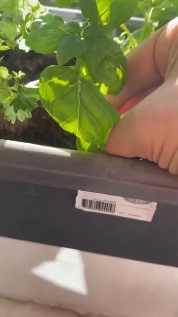 Clone Plants Using Honey | Garden Hack