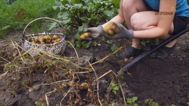 Дачная помощь. Анонс. Канал Загородный