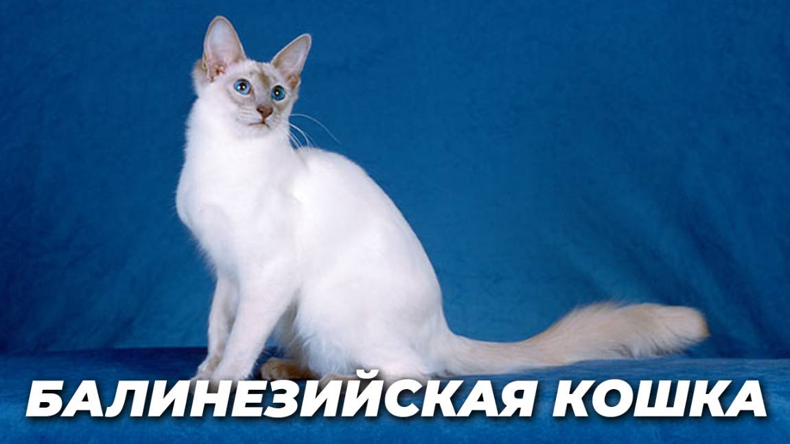 балинезийская кошка