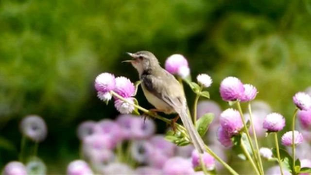Птичьи трели. Музыка природы для вашего ума Часть 3