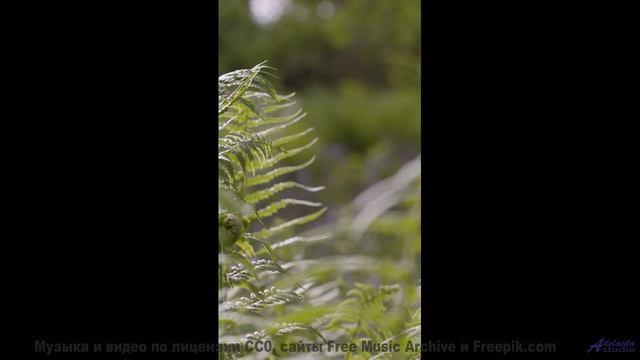 Этот трек - как прогулка по волшебному лесу! - I Wont Let You Down -- Derek Clegg -- The Best Of Num