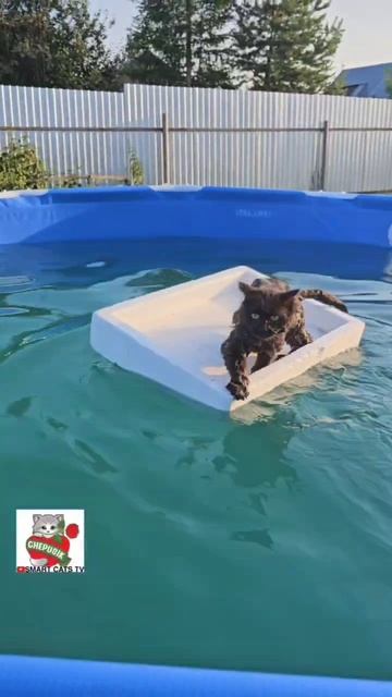 Что представляет Чернуха когда идёт купаться в бассейне 🌞🌊❤️🤔🐈⬛