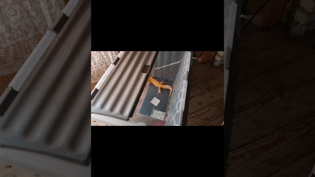 Приключения эублифара