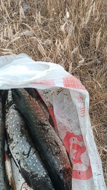 Выходной с спиннингом 🌊
